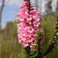 VicFlora – Royal Botanic Gardens Victoria