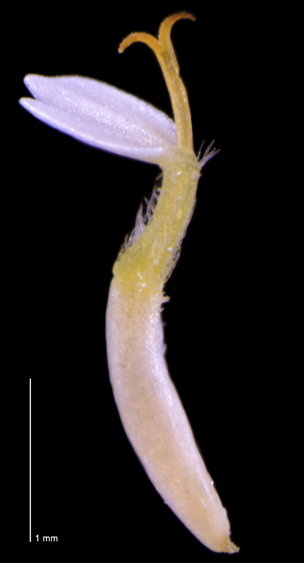 Galinsoga parviflora (hero image)