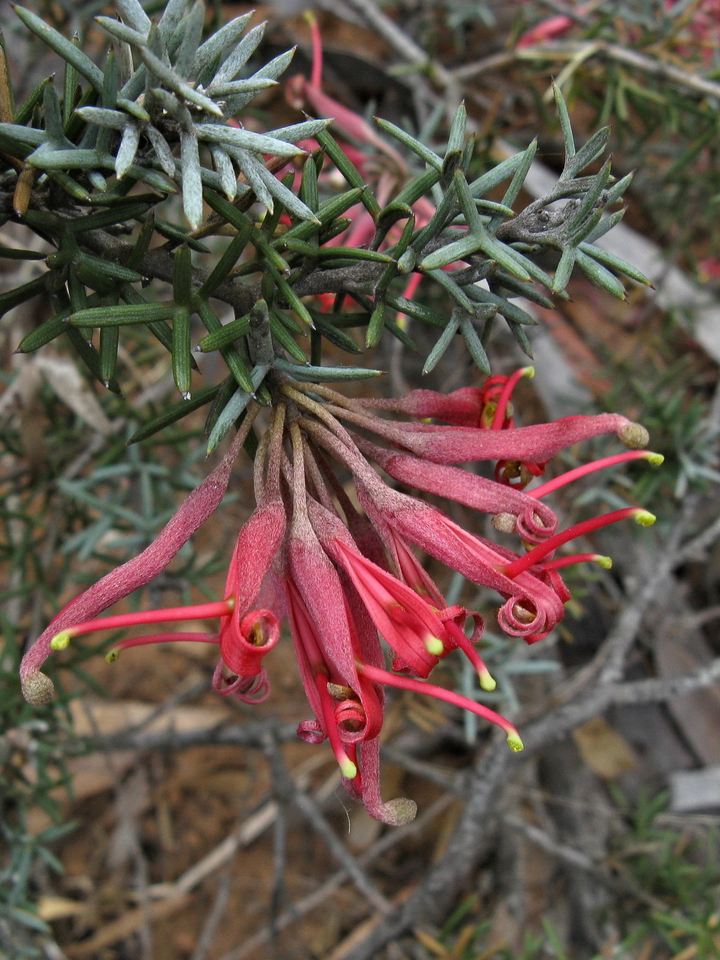 Proteaceae (hero image)