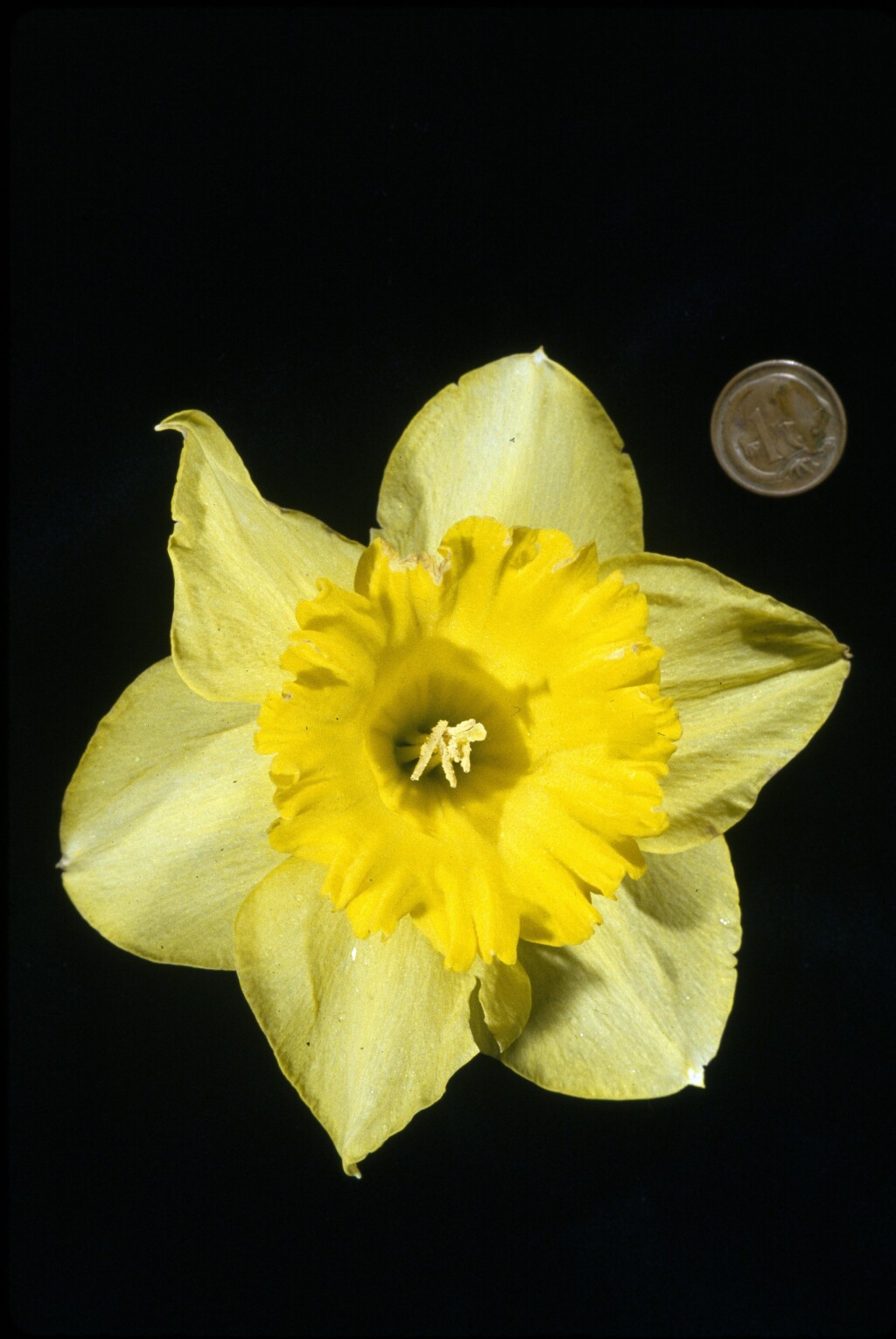 Narcissus (hero image)