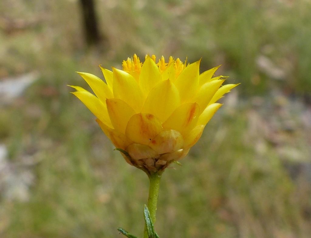 Xerochrysum viscosum (hero image)