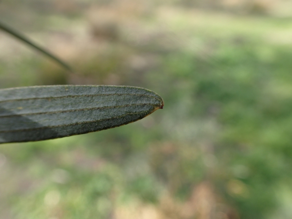 Acacia trineura (hero image)