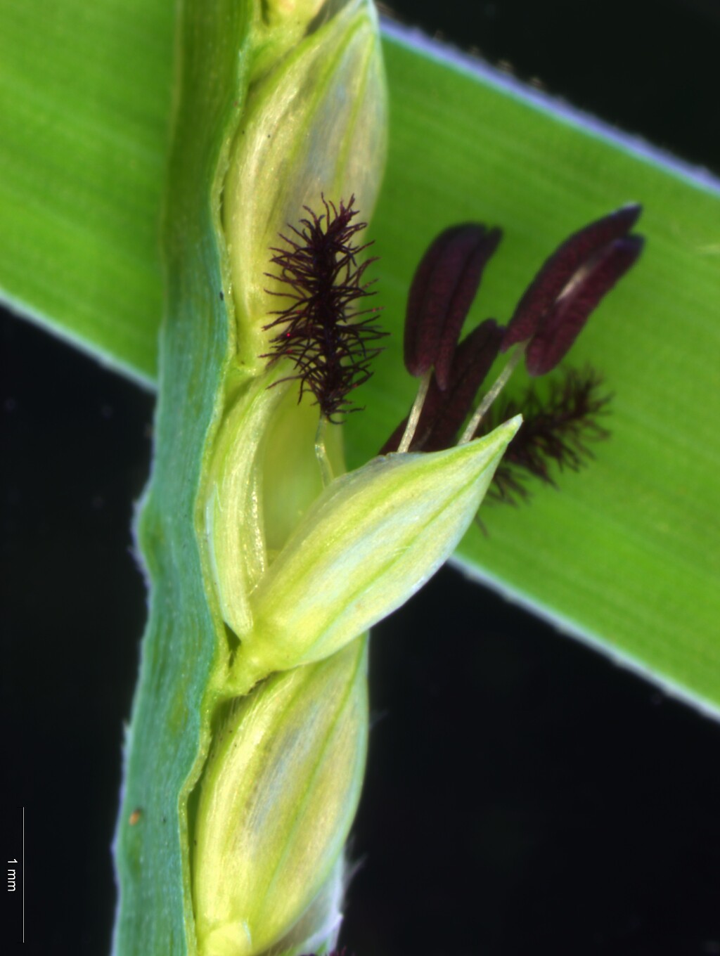 Paspalum (hero image)