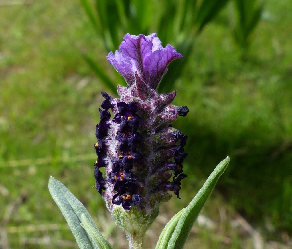 Lavandula (hero image)