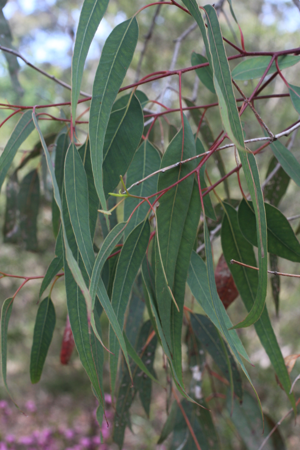 Eucalyptus longifolia (hero image)