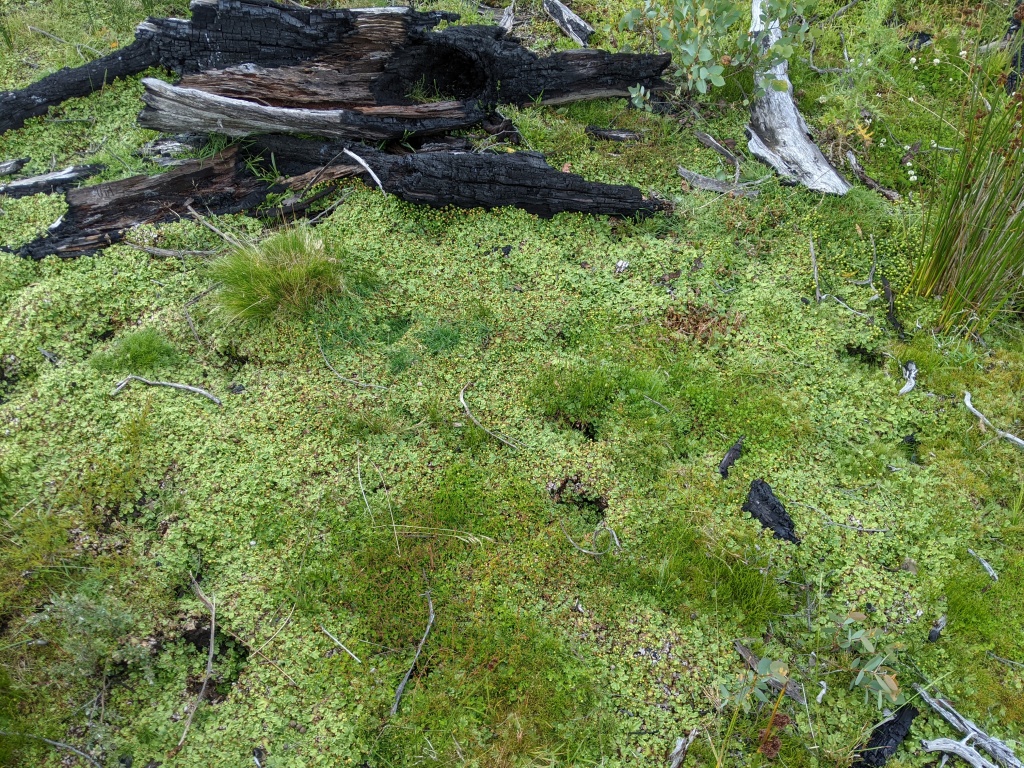 Marchantiaceae (hero image)