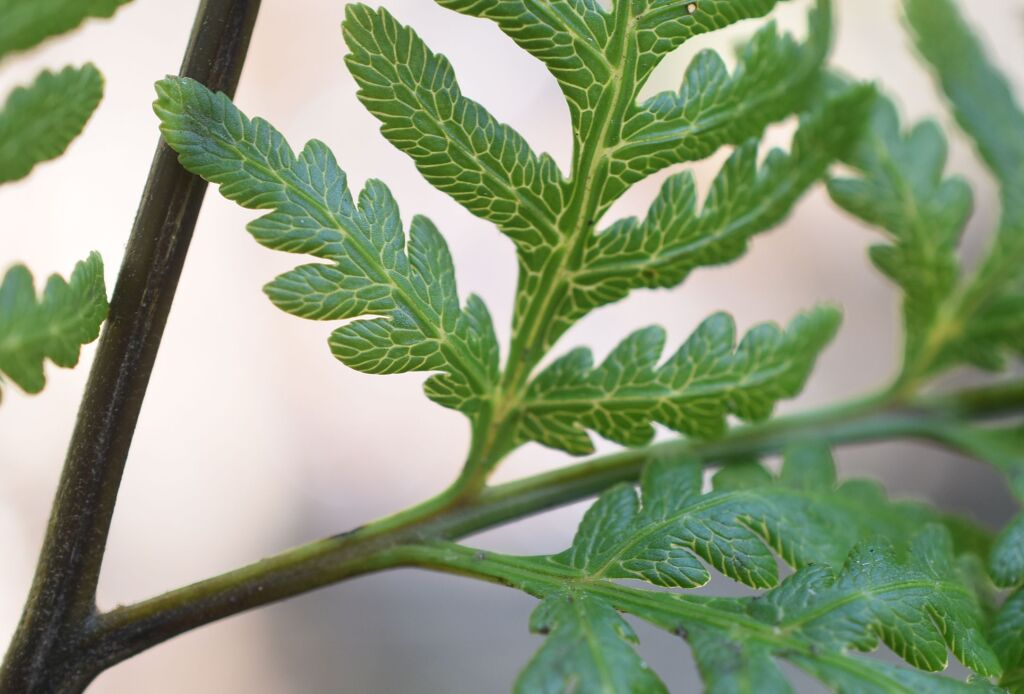 Pteris epaleata (hero image)