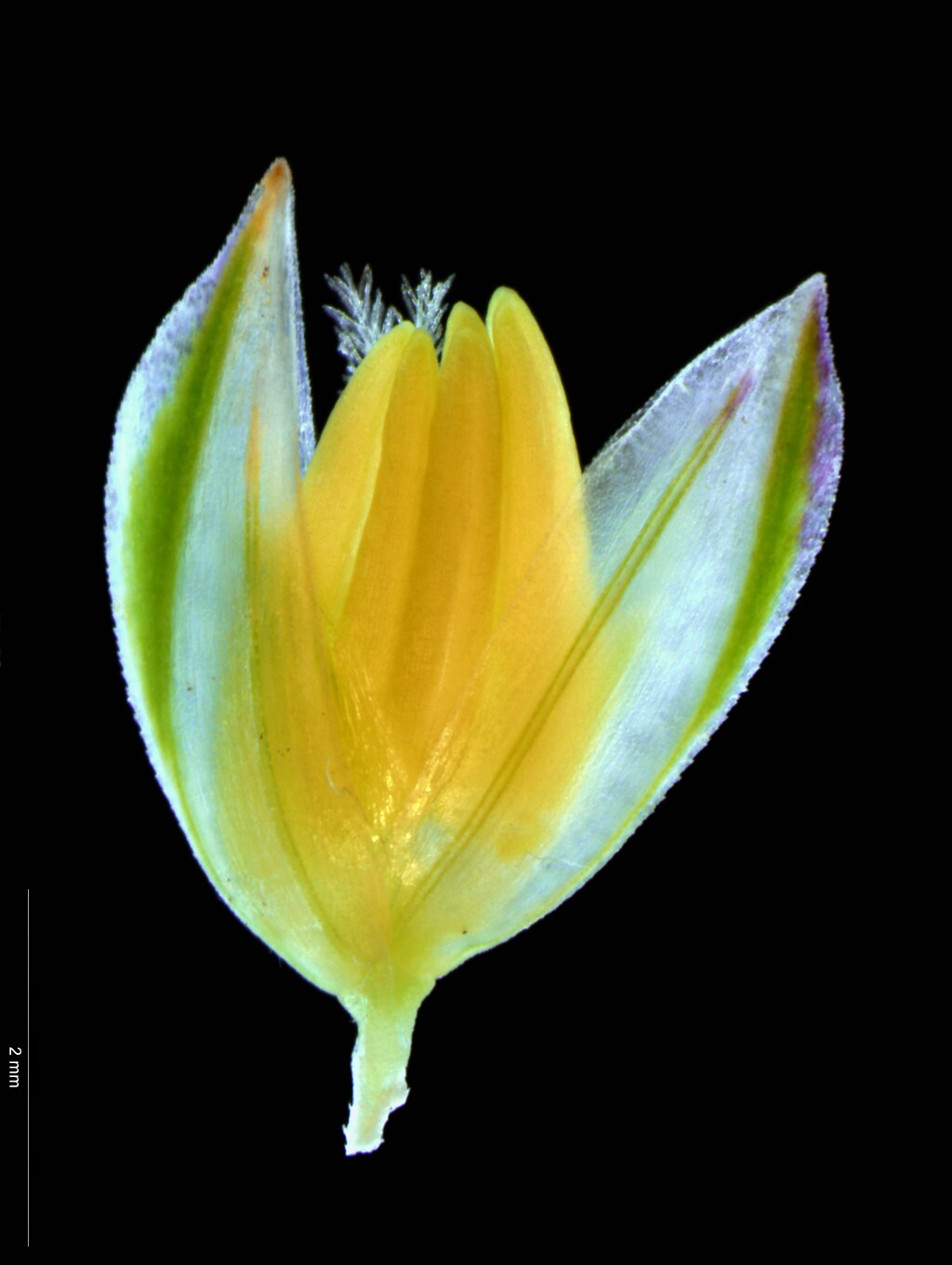 Phalaris aquatica (hero image)