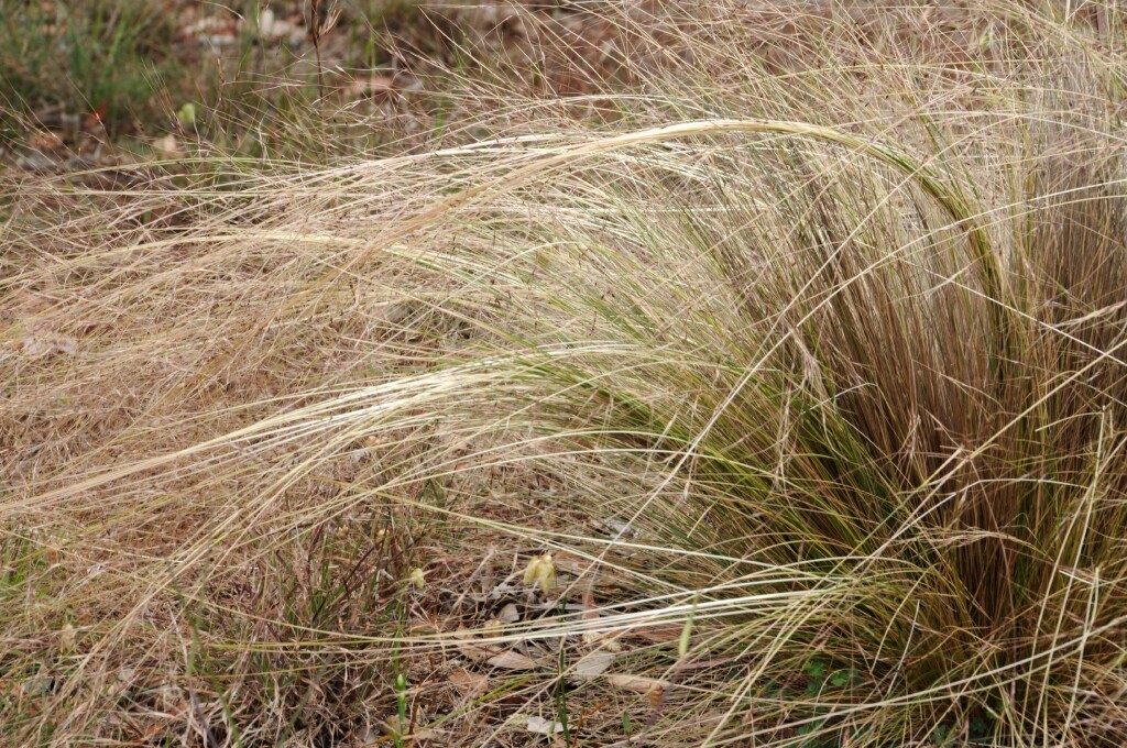 Nassella trichotoma (hero image)