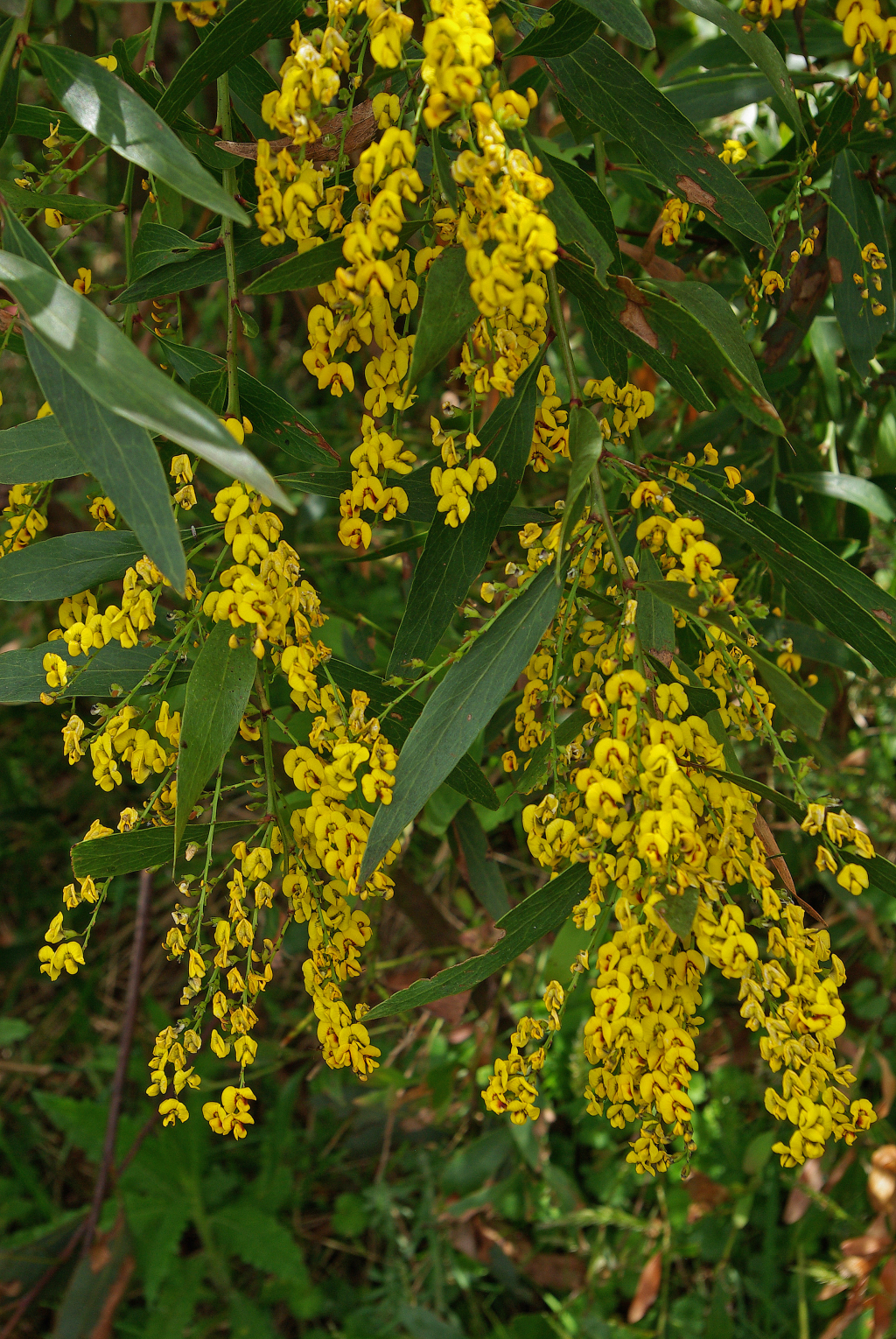 Daviesia laxiflora (hero image)