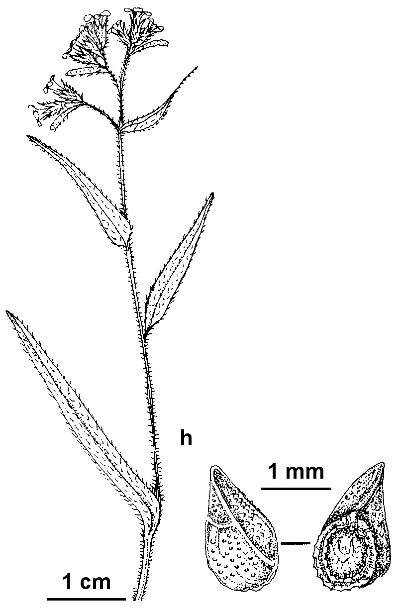 Anchusa capensis (hero image)