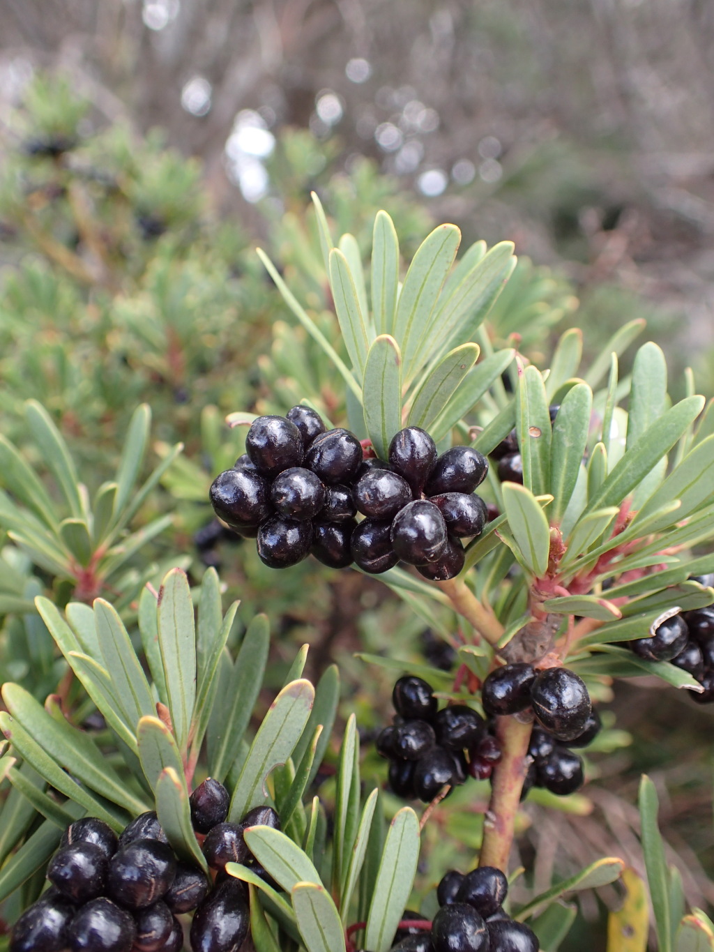 Tasmannia xerophila (hero image)