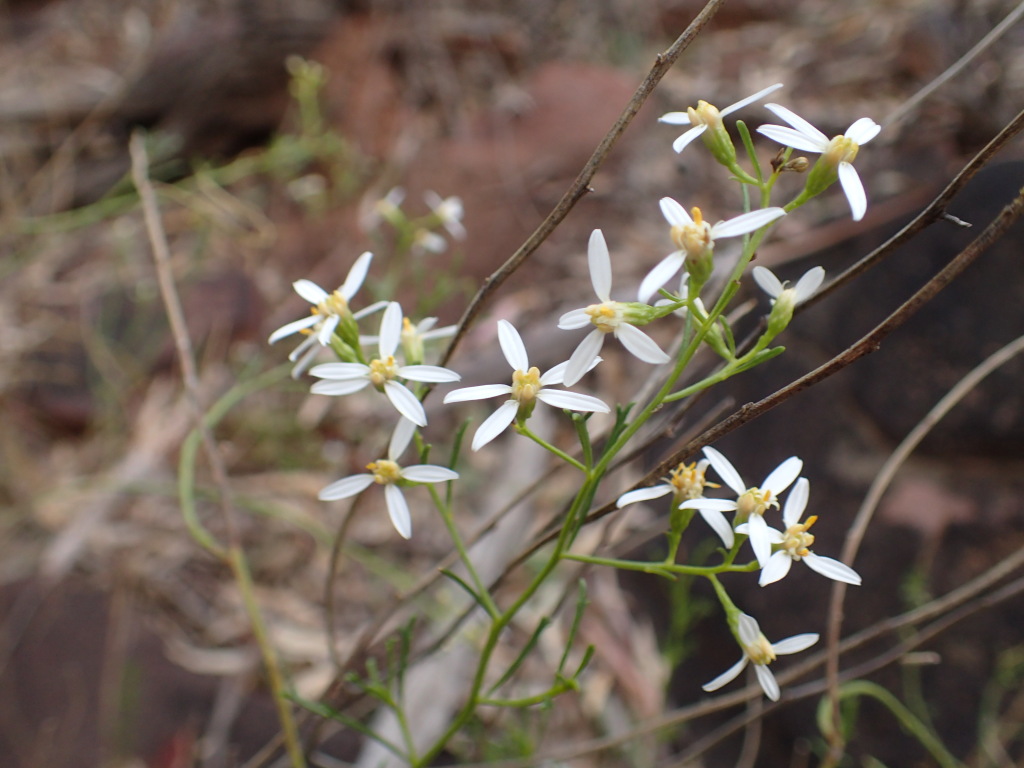 Olearia decurrens (hero image)