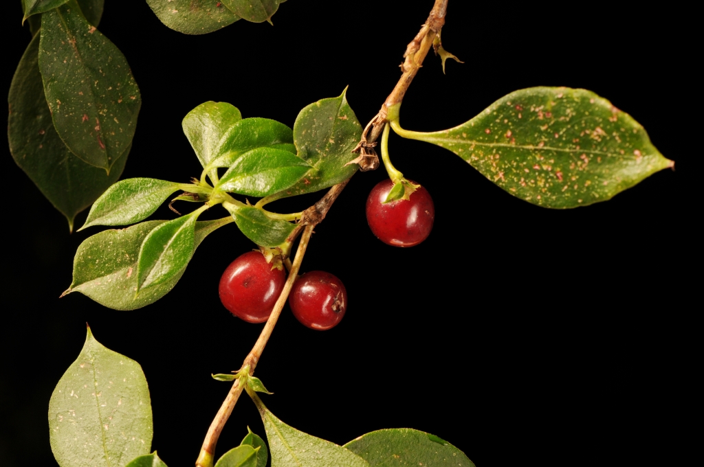 Coprosma hirtella (hero image)