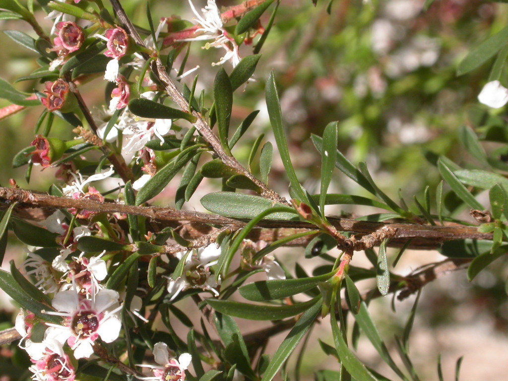 Kunzea sp. (Upright form) (hero image)