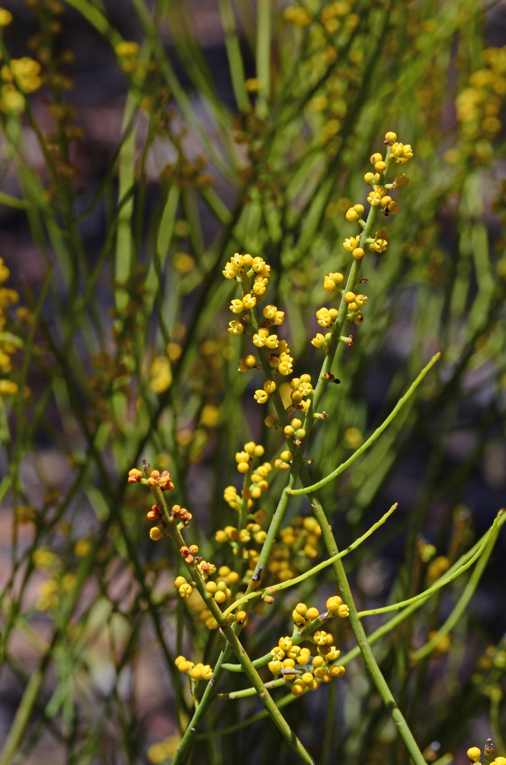 Choretrum glomeratum var. chrysanthum (hero image)