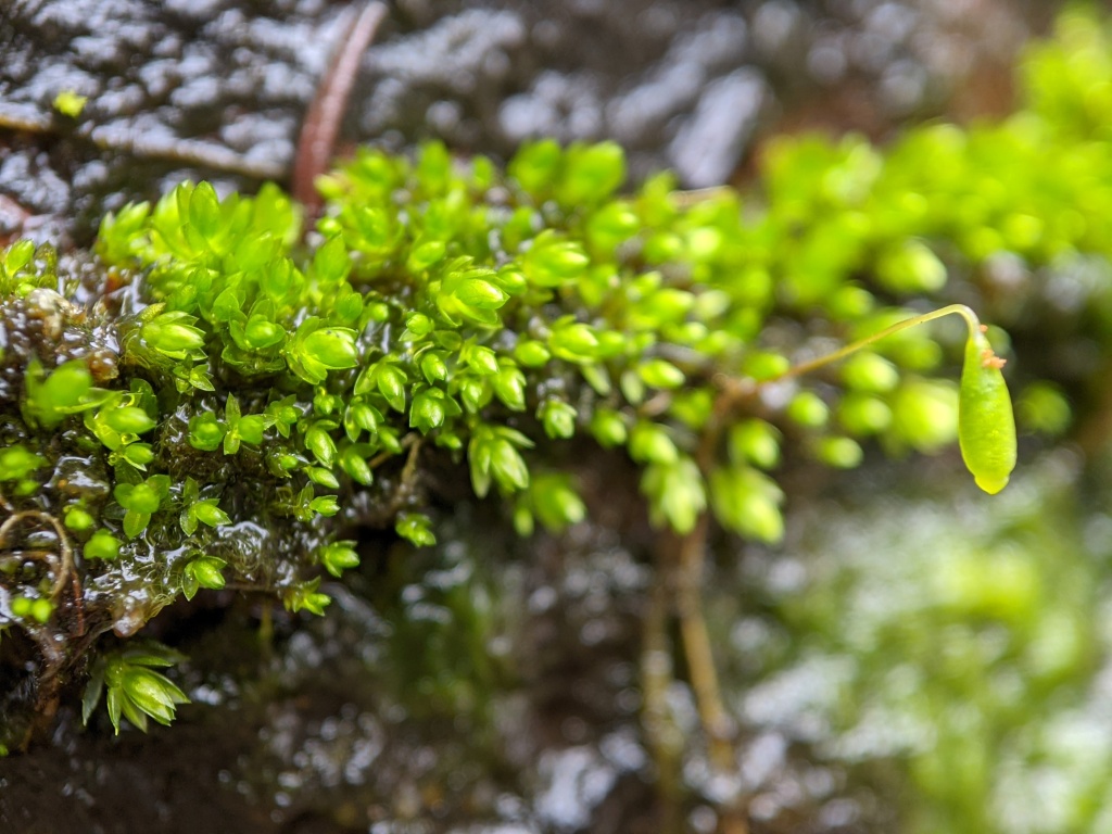 Bryaceae (hero image)