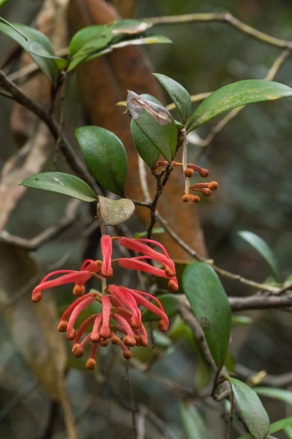 Grevillea polychroma (hero image)