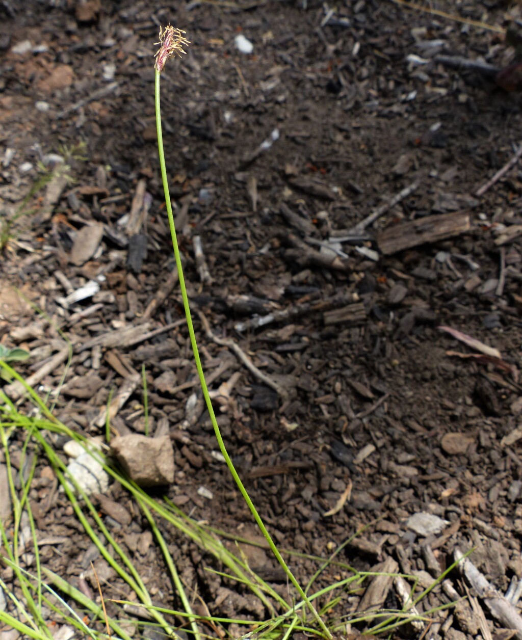 Eleocharis gracilis (hero image)