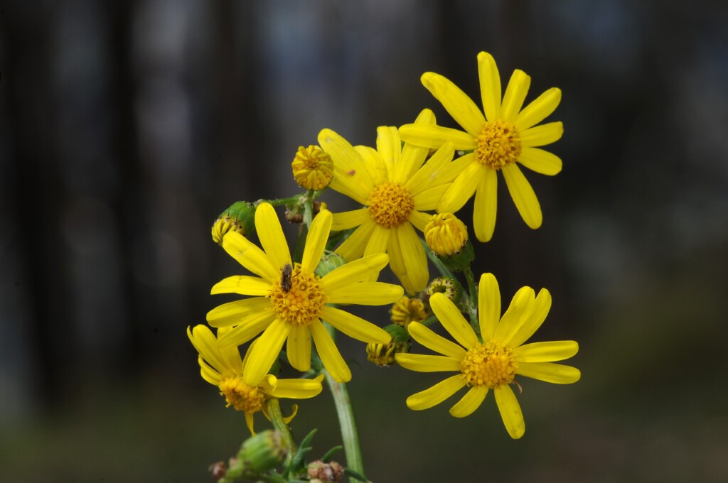 Senecio pinnatifolius (hero image)