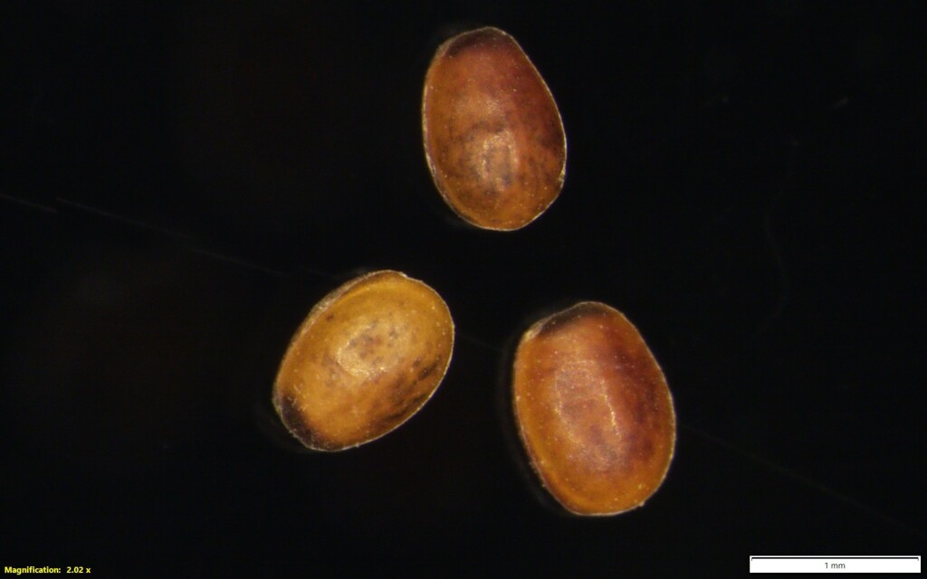 Spyridium cinereum (hero image)