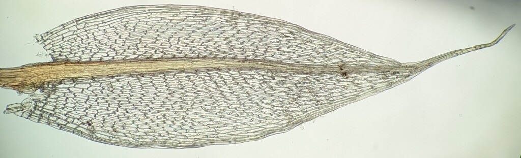 Rosulabryum torquescens (hero image)