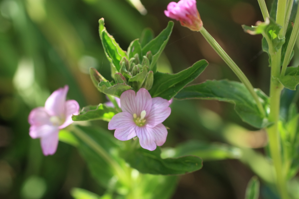 Epilobium billardiereanum subsp. hydrophilum (hero image)