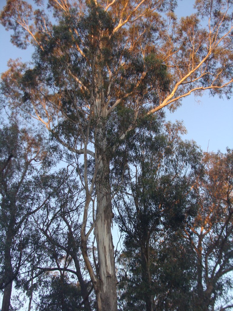 Eucalyptus bosistoana (hero image)