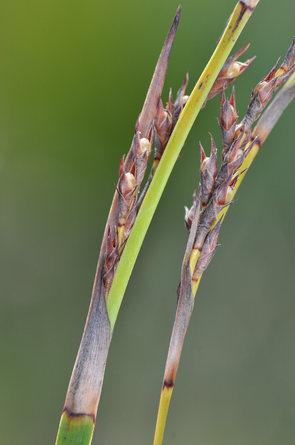 Lepidosperma laterale (hero image)