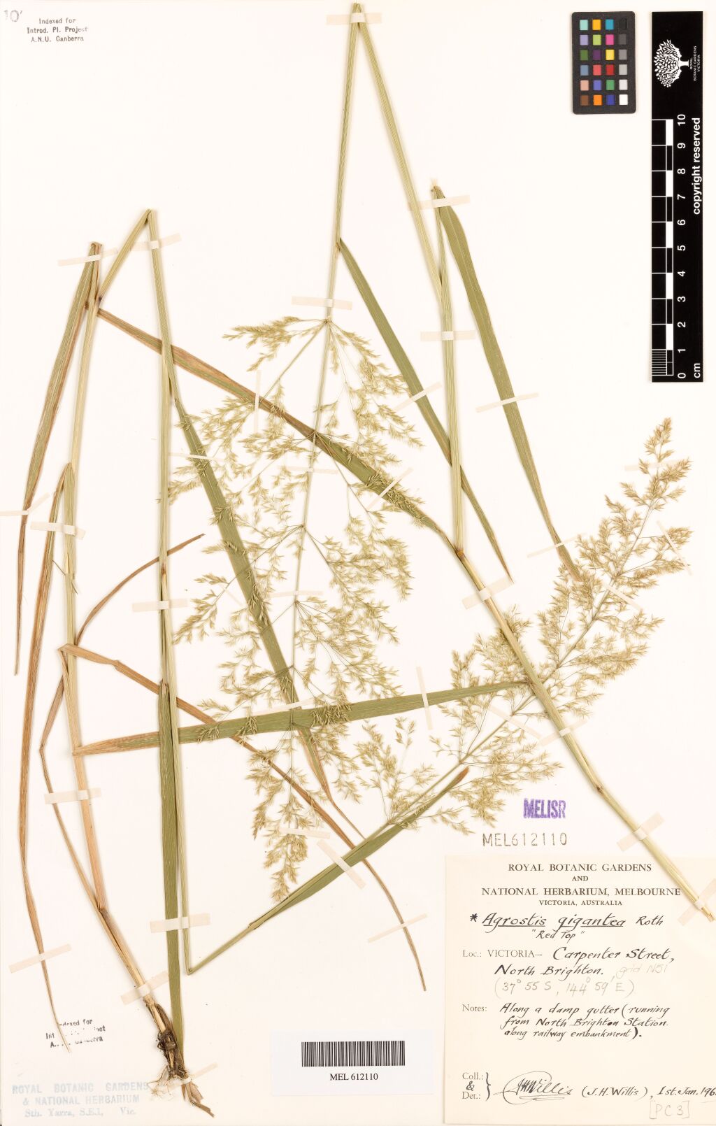 Agrostis gigantea (hero image)
