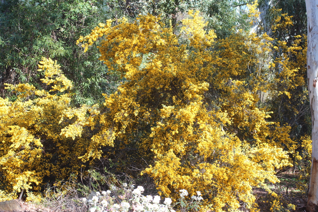 Pultenaea altissima (hero image)