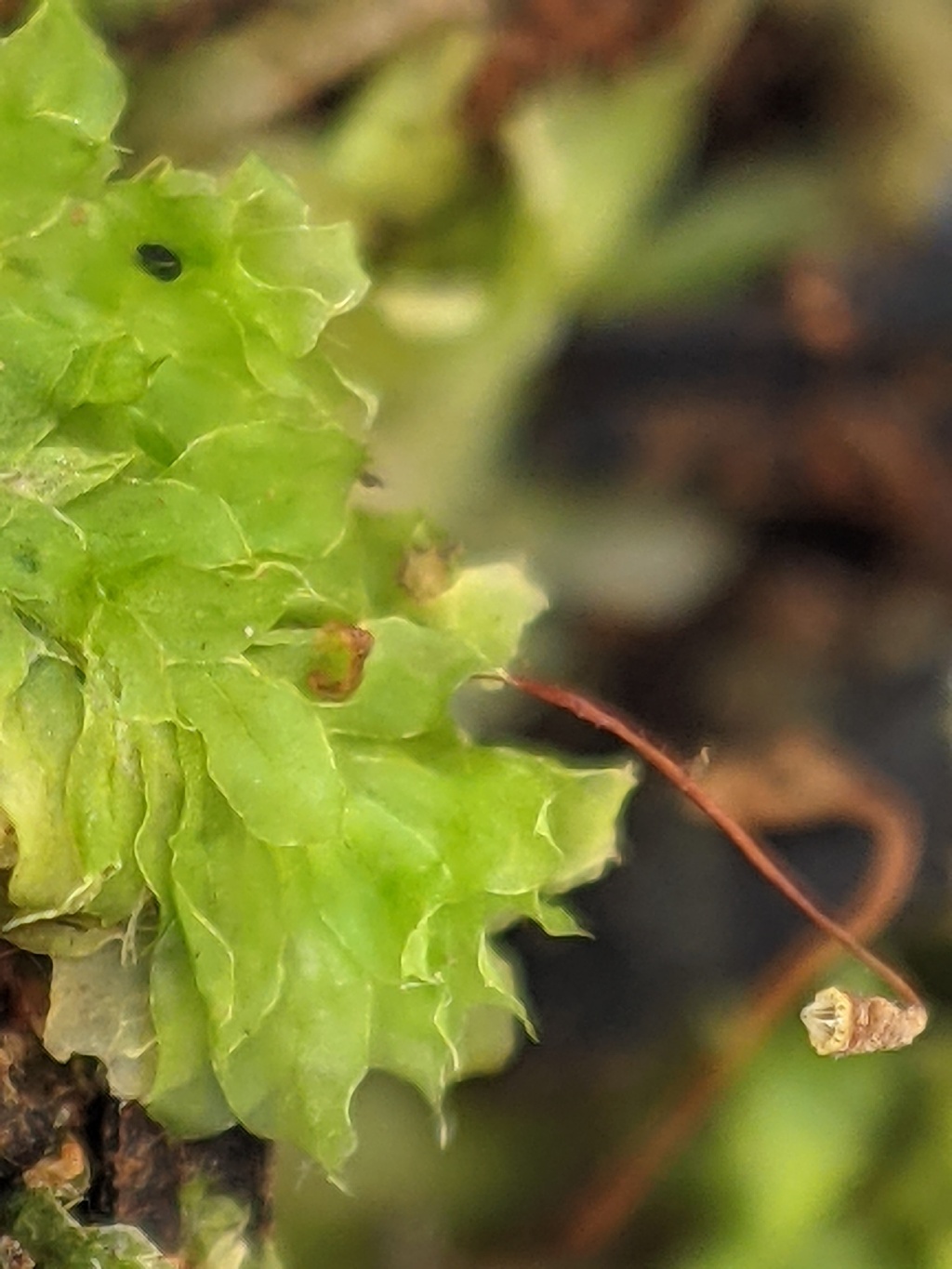 Distichophyllum (hero image)