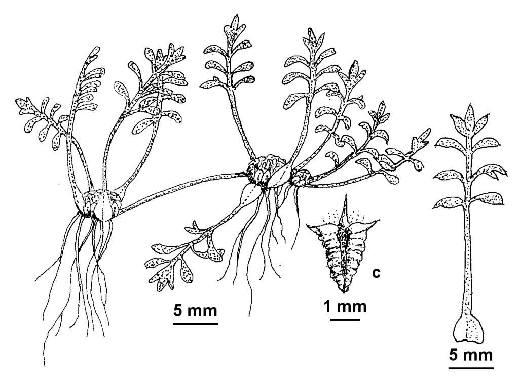 Soliva stolonifera (hero image)