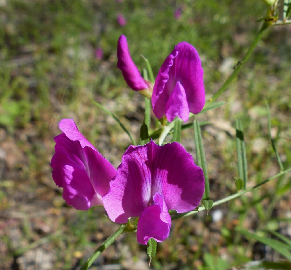 Vicia sativa subsp. nigra (hero image)