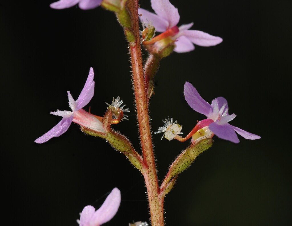 Stylidium armeria subsp. armeria (hero image)