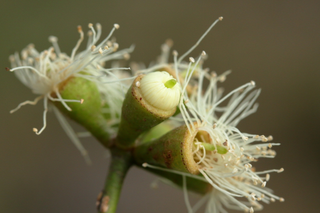 Eucalyptus strzeleckii (hero image)