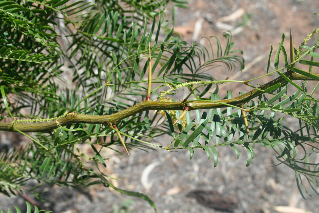 Prosopis glandulosa var. glandulosa (hero image)