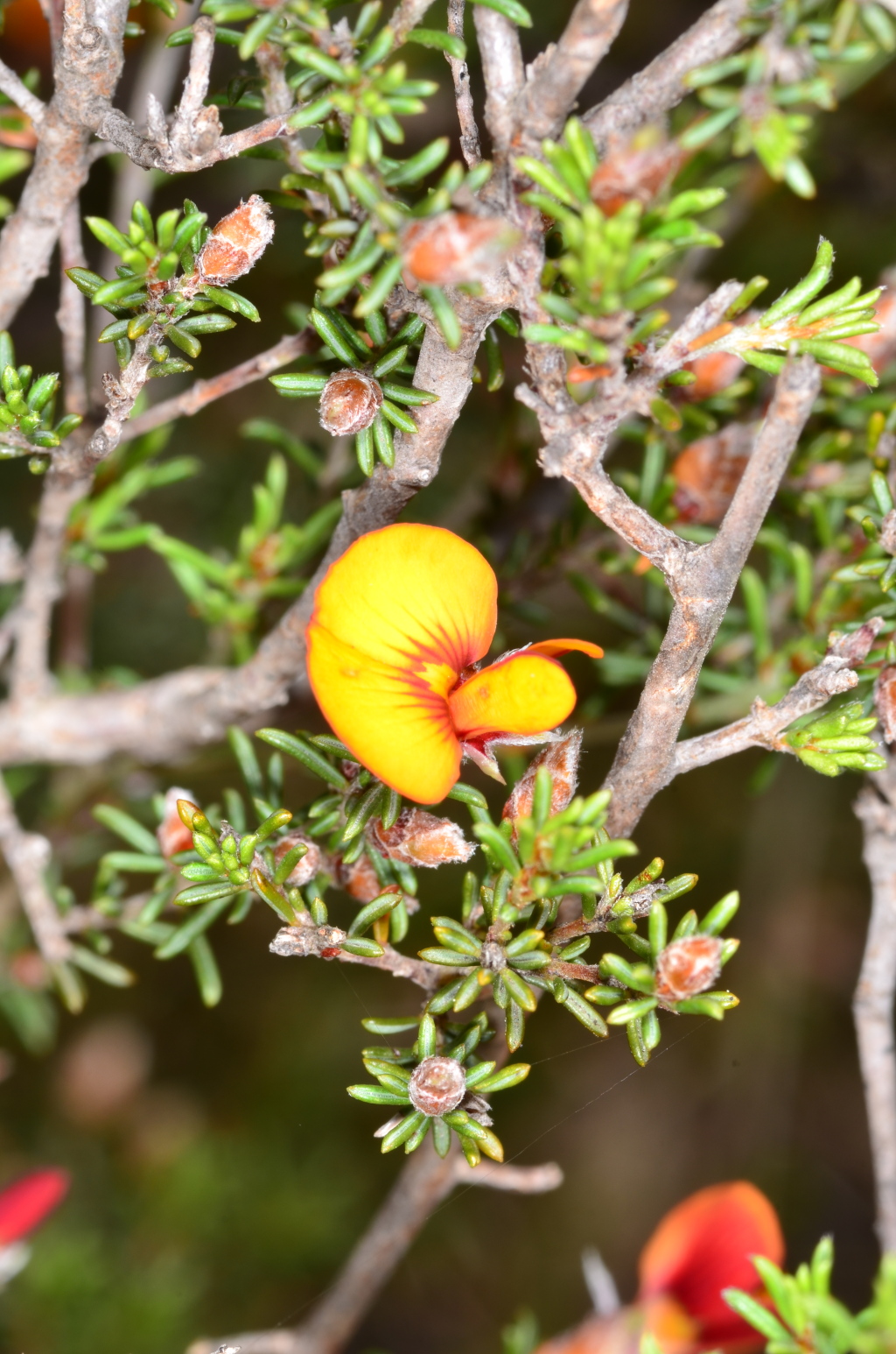 Pultenaea prostrata (hero image)