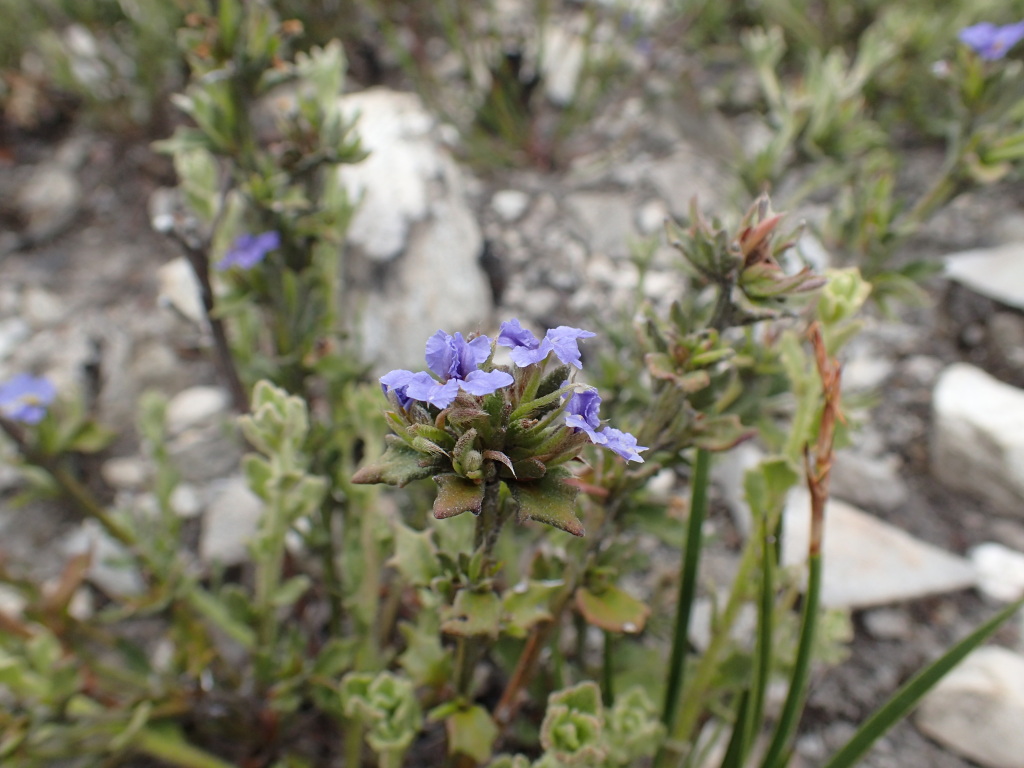 Dampiera fusca (hero image)