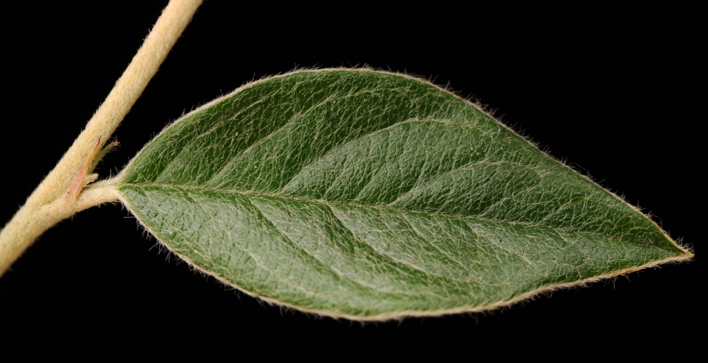 Cotoneaster franchetii (hero image)