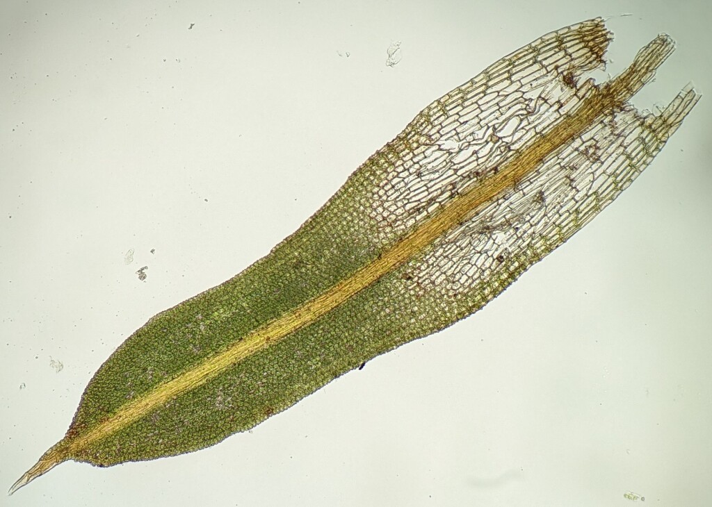 Syntrichia anderssonii (hero image)