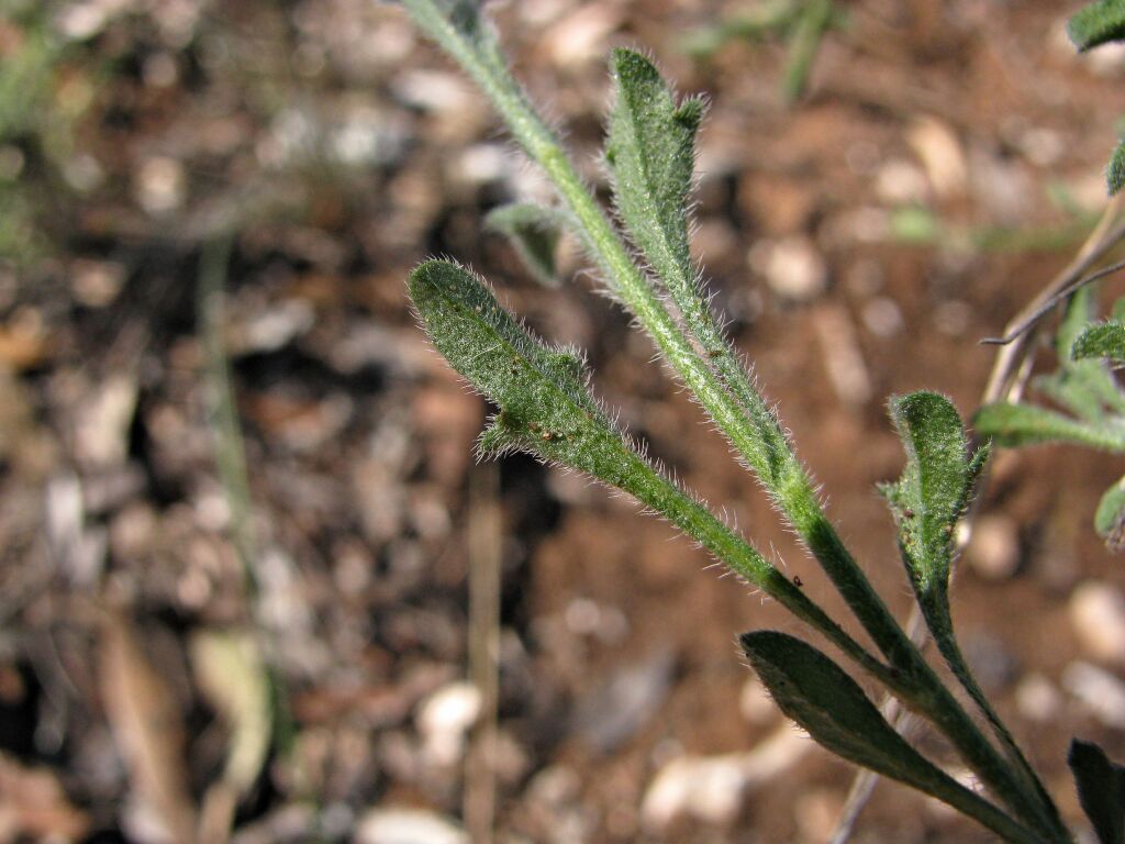 Vittadinia cervicularis (hero image)