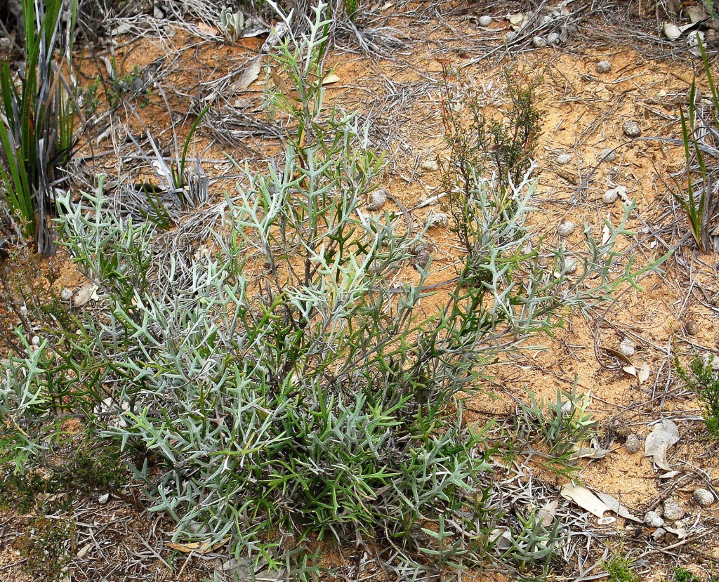 Grevillea ilicifolia subsp. lobata (hero image)