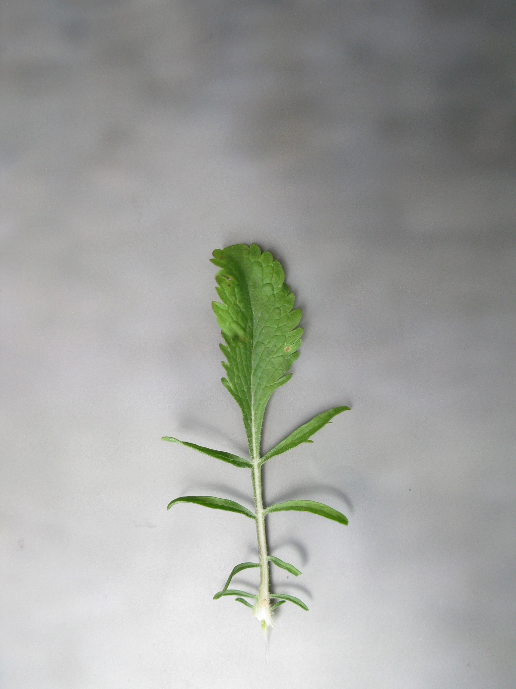 Scabiosa atropurpurea (hero image)