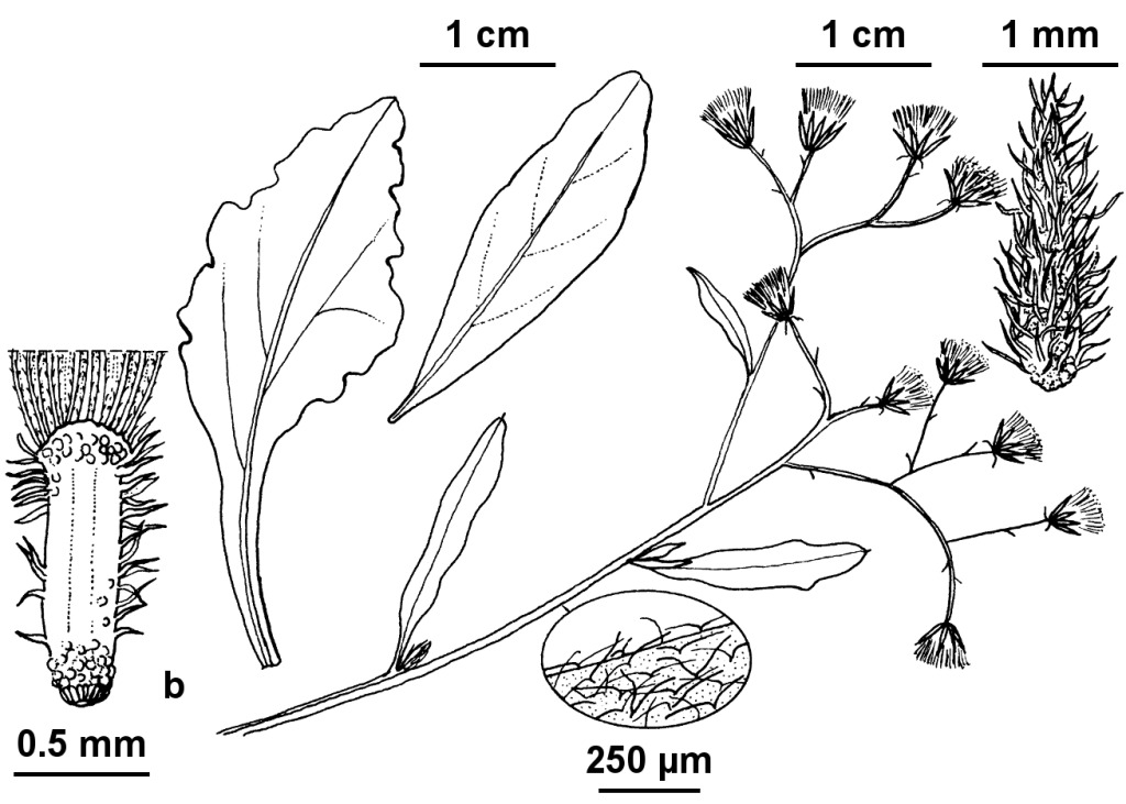 Cyanthillium (hero image)