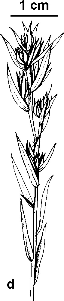 Linum strictum (hero image)