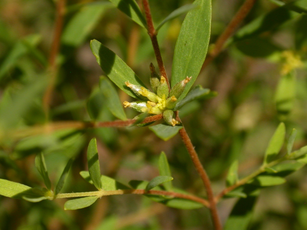 Pimelea hewardiana (hero image)