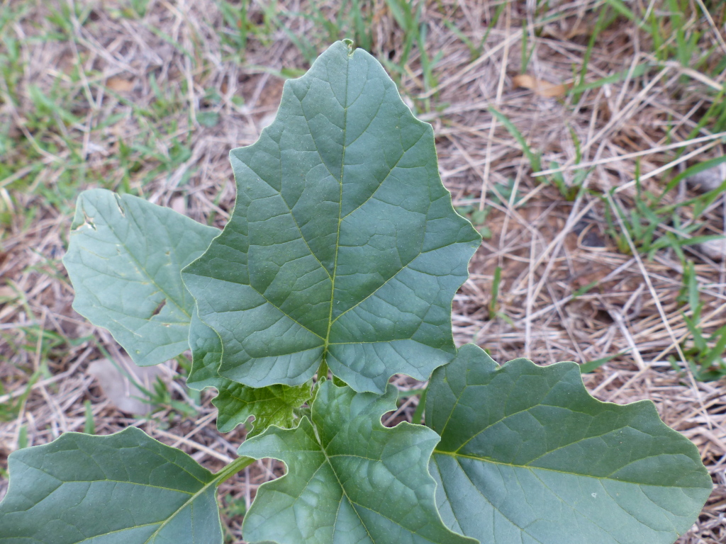 Datura (hero image)