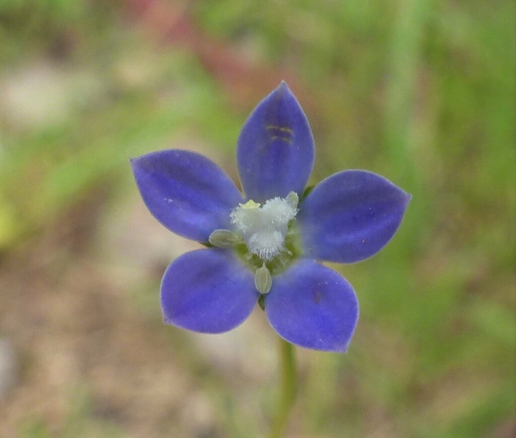 Wahlenbergia multicaulis (hero image)