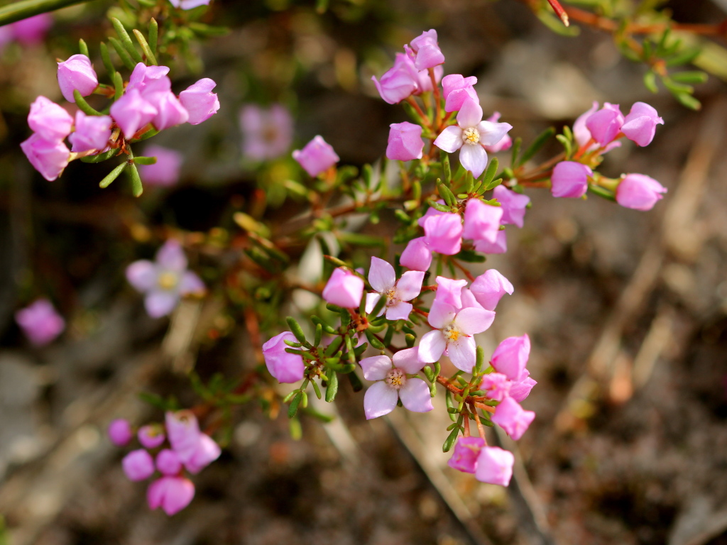 Boronia pilosa subsp. torquata (hero image)